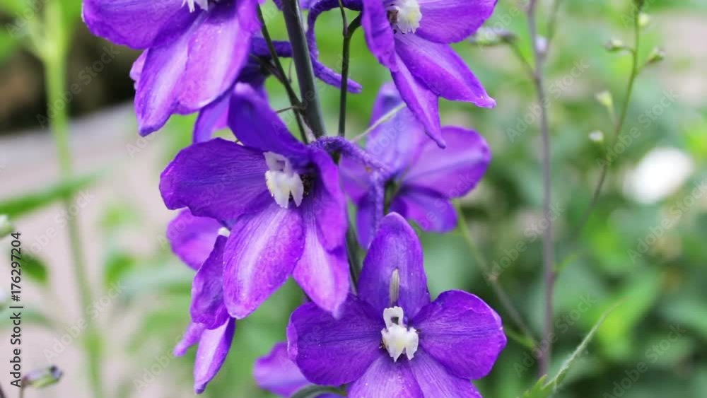 Lovely and delicate flowers bells grow in summer park Lovely and delicate flowers bells grow in summer park