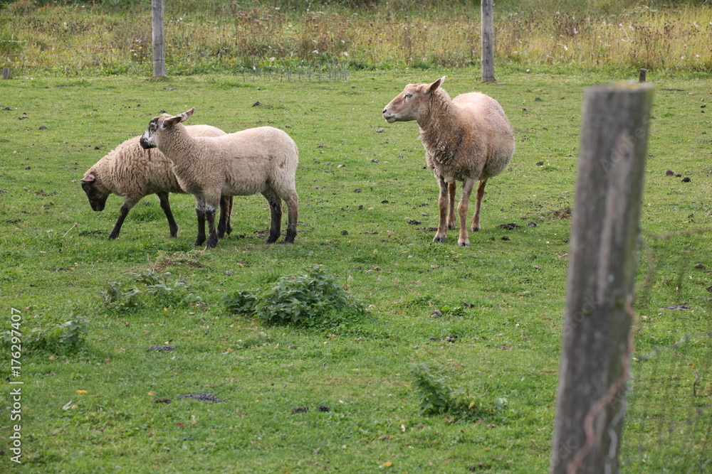 Obraz premium grazing sheep