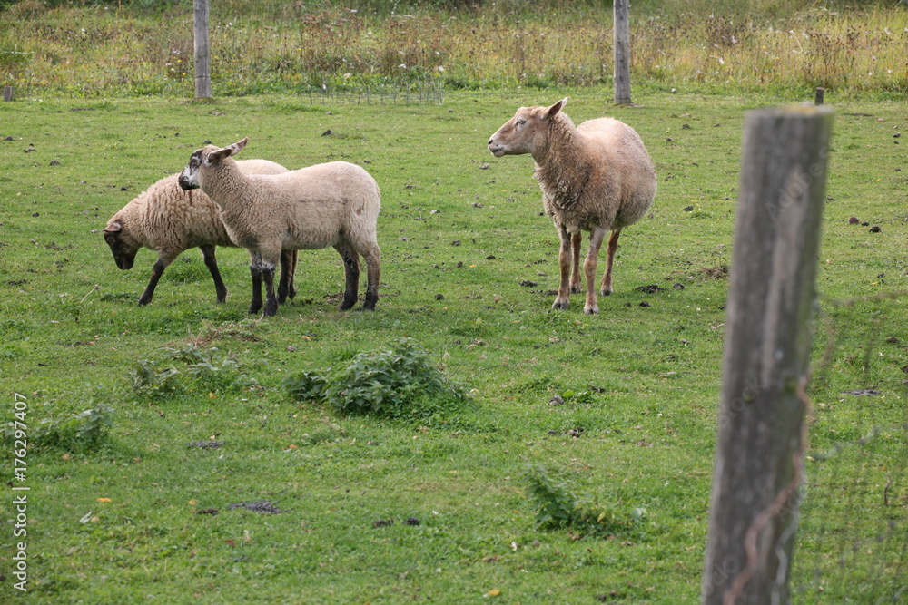 grazing sheep