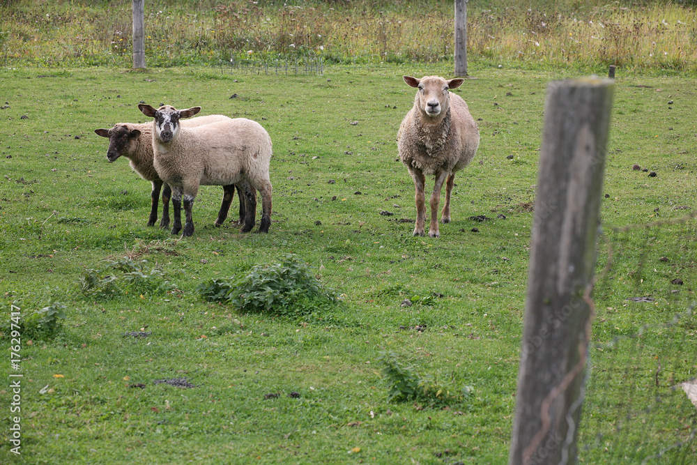 grazing sheep grazing sheep