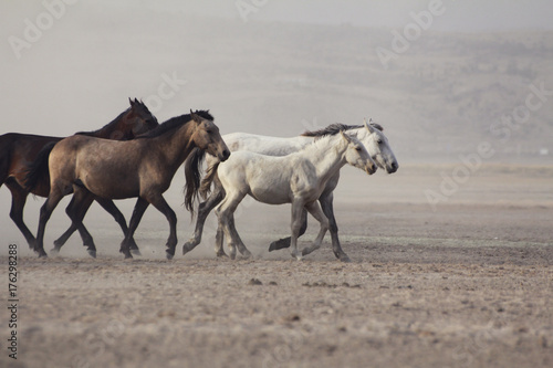 plain with beautiful horses in sunny summer day in Turkey. Herd of thoroughbred horses. Horse herd run fast in desert dust against dramatic sunset sky. wild horses 