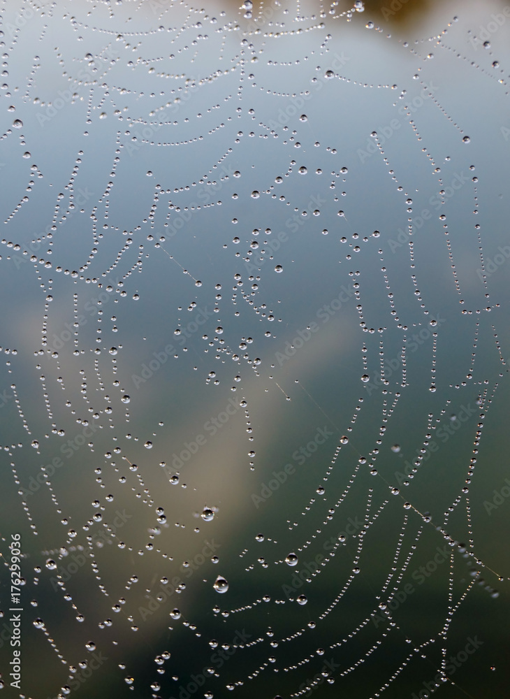 Pearls of dew on the web.
