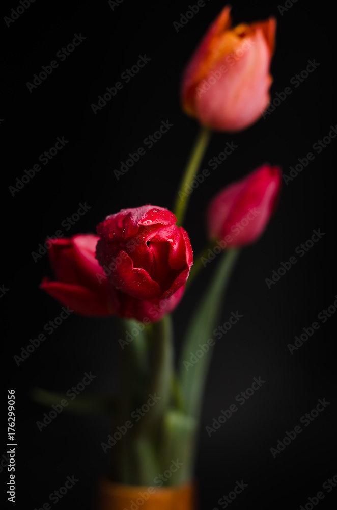 Tulip on black background Tulip on black background