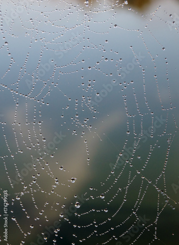 Obraz na płótnie Pearls of dew on the web. w salonie