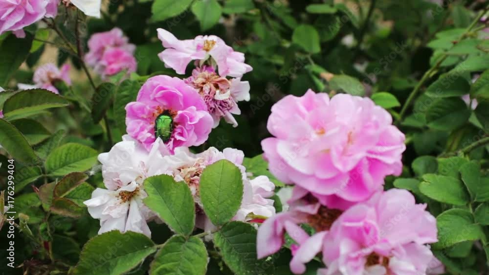 Pink roses in the Park, flower garden, tender roses growing in the garden, flowers with dew on petals, landscaping, shrub rose, nature, rural, beautiful. Pink roses in the Park, flower garden, tender roses growing in the garden, flowers with dew on petals, landscaping, shrub rose, nature, rural, beautiful.