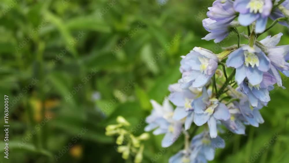 Lovely and delicate flowers bells grow in summer park Lovely and delicate flowers bells grow in summer park