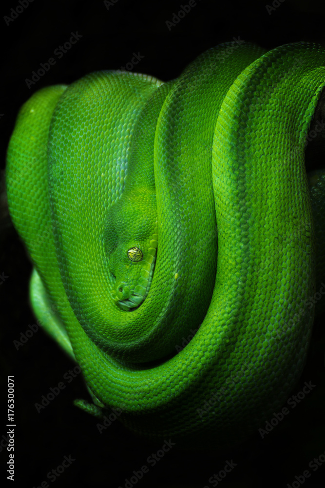 Fototapeta premium green tree snake
