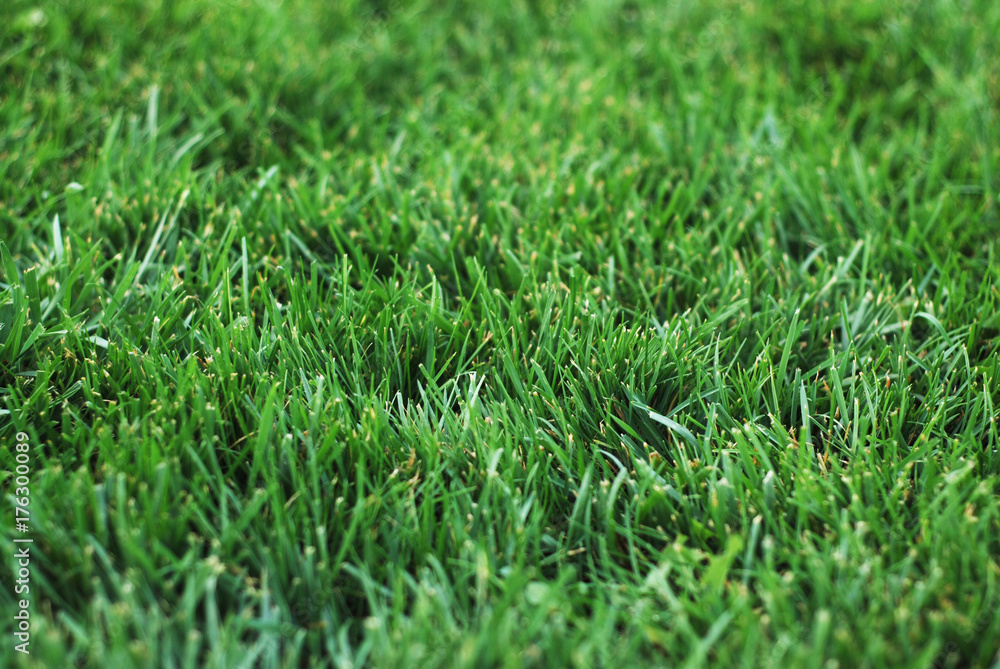 Fototapeta premium Green Grass Texture for background