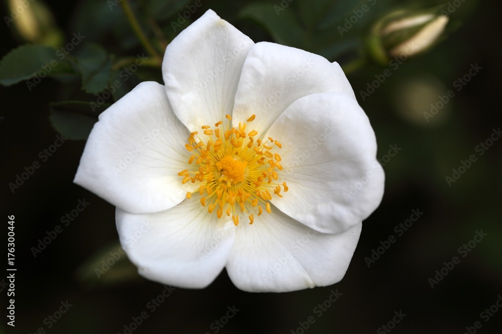 Rose flower of the species Rosa corymbifera