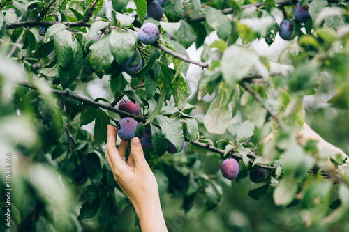 woman picking plums from a tree