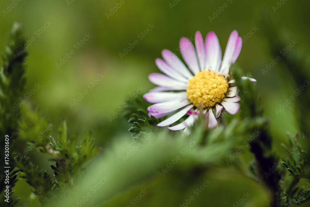 White small flower in the grass. Close-up photo White small flower in the grass. Close-up photo