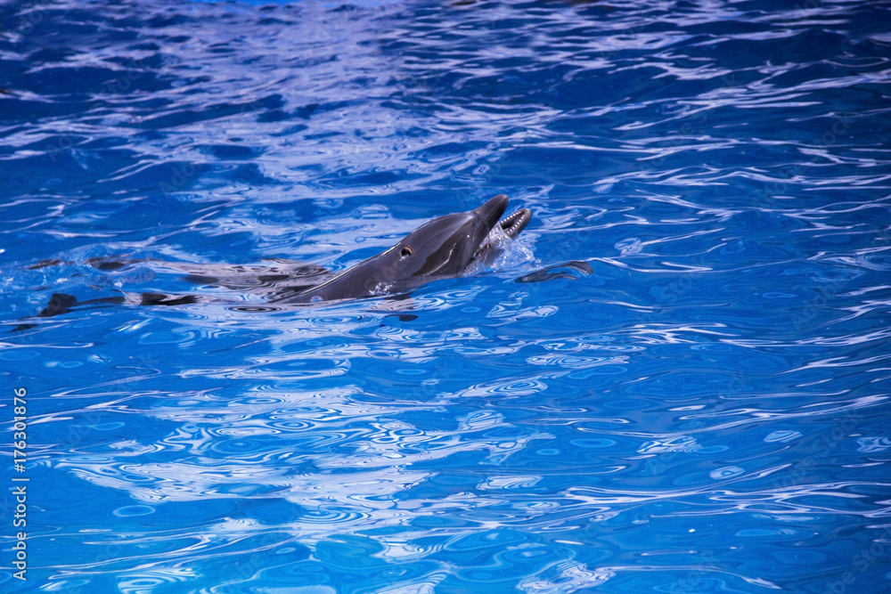 Naklejka premium Dolphins in the ocean. Dolphins with a scratched back. Hunting for dolphins. Animal protection.