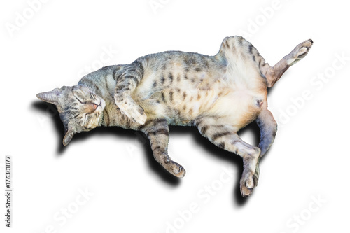 The cat is lying on the ground  looking funny isolated on white background with clipping path.