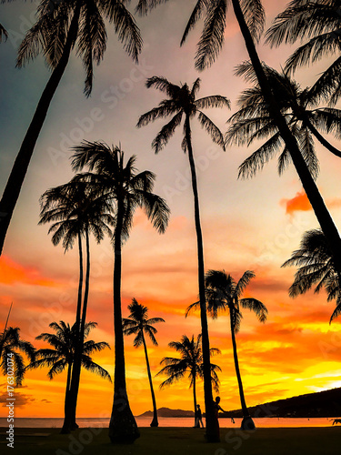 Palm Trees