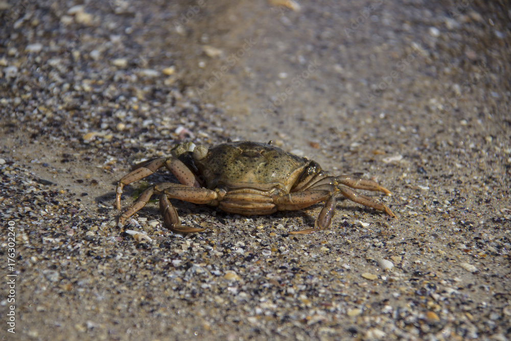 Sand Crab on the Beach Closeup in the summer.