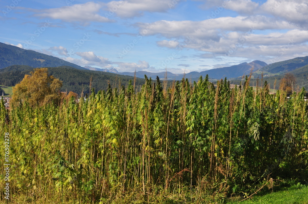 Cannabispflanzen in Südtirol