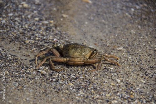 Sand Crab on the Beach Closeup in the summer.