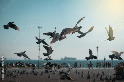 Wallpaper Mural Flock of pigeons coming down on seaside park Torontodigital.ca