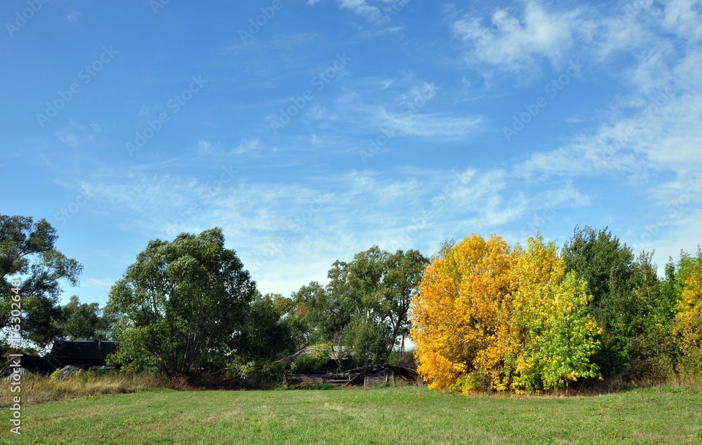 Alone yellow autumn tree in sunny weather with clouds Alone yellow autumn tree in sunny weather with clouds