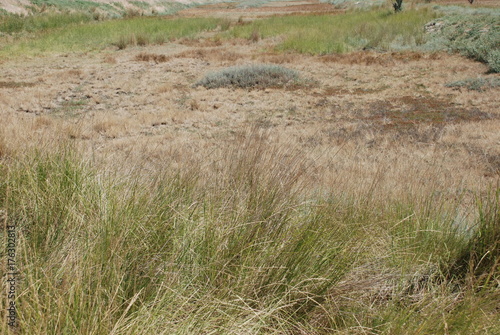 grass