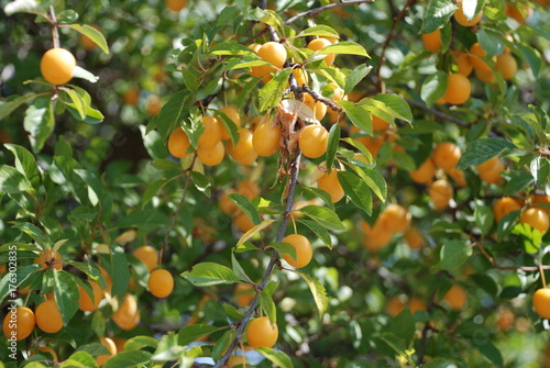 plum