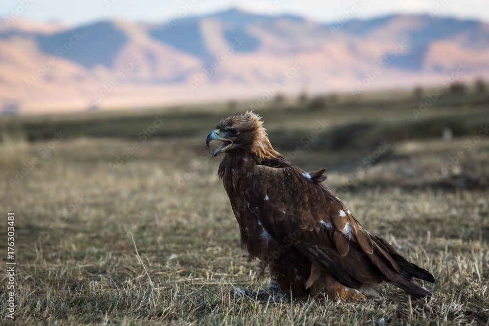 Naklejka premium Young golden eagle sits on the Mongolian steppe.