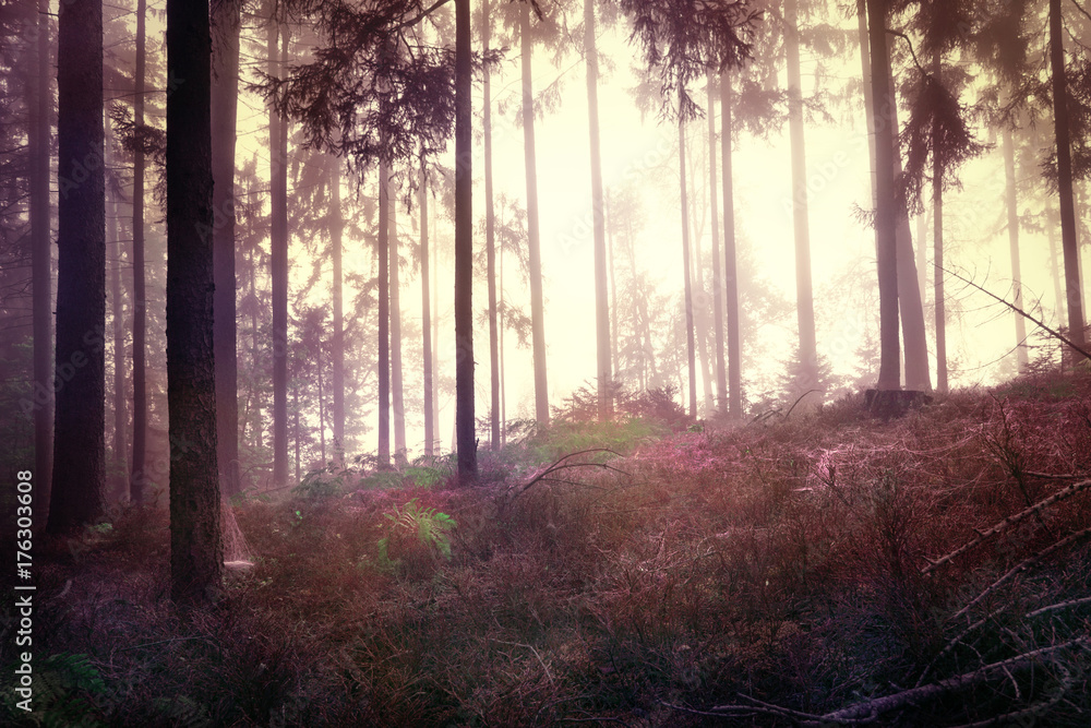 Obraz premium Red colored dark scary forest tree landscape with cobwebs. Artistic Halloween Holiday background.