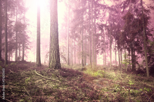 Scary pink red saturated foggy forest tree landscape. Color filter effect used.