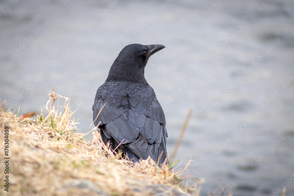 Obraz premium Asian Jungle Crow