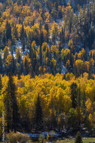 Autumn forest in the Gorny Altay, Russia.