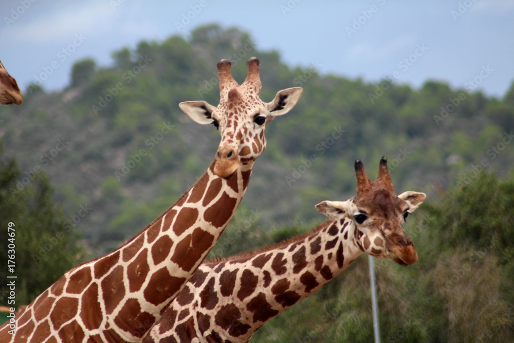Giraffen Paar erkundet die Welt Giraffen Paar erkundet die Welt