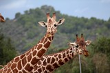 Giraffen Paar erkundet die Welt