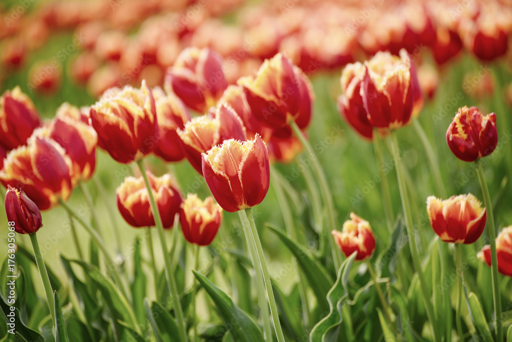 Spring sunny meadow with orange red tulip flowers, floral natural seasonal easter background with copy space Spring sunny meadow with orange red tulip flowers, floral natural seasonal easter background with copy space