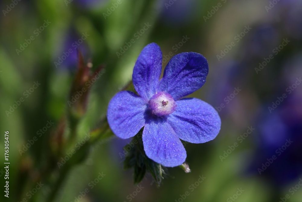 Macro photo of an Italian Bugloss Macro photo of an Italian Bugloss