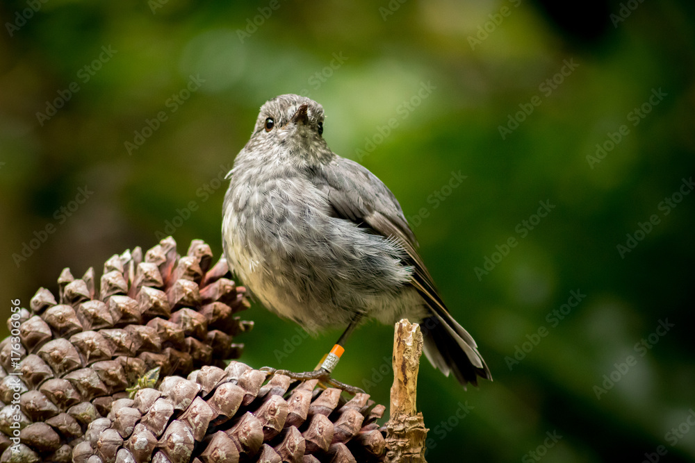 Fototapeta premium North Island Robin, New Zeland