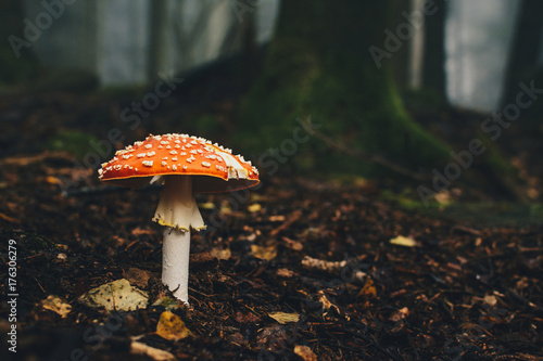 poisonous mushroom in a fairy forest
