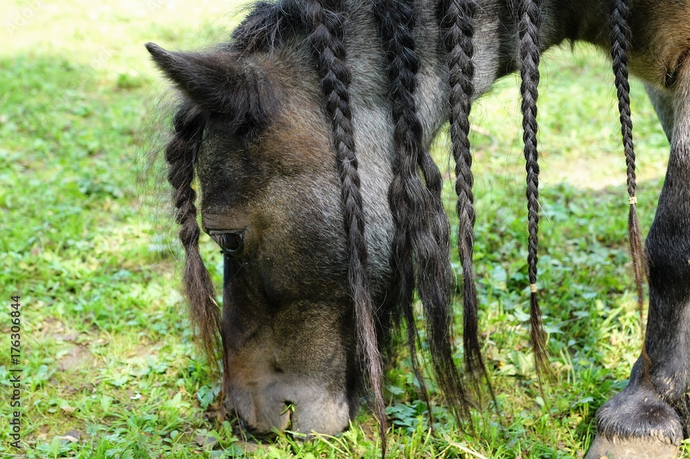 Fototapeta premium pony auf der wiese im sommer