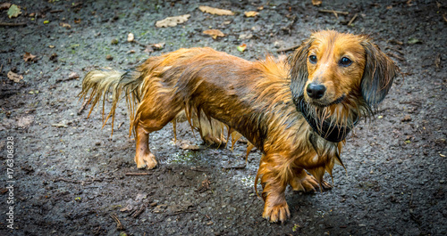 drenched wet through miniature longhaired dachshund