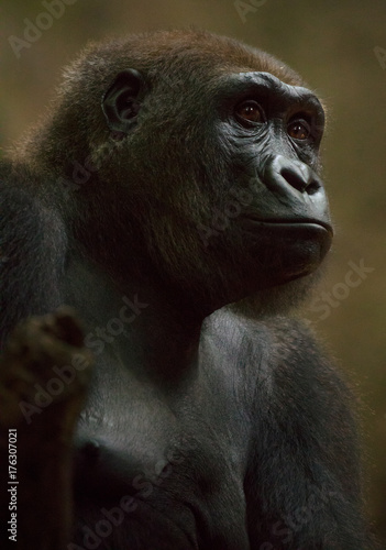 Silverback gorilla. Female.