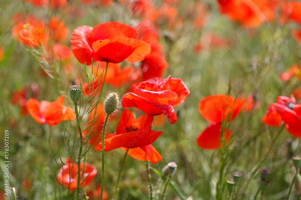 Obraz premium Flowers of common poppy in a field.
