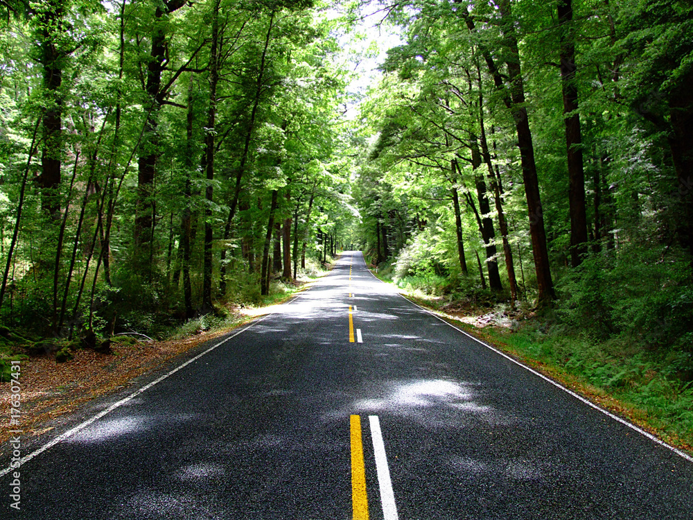 Fototapeta premium The Road in Forest