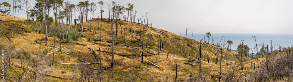 aftermath of forest fire in madeira
