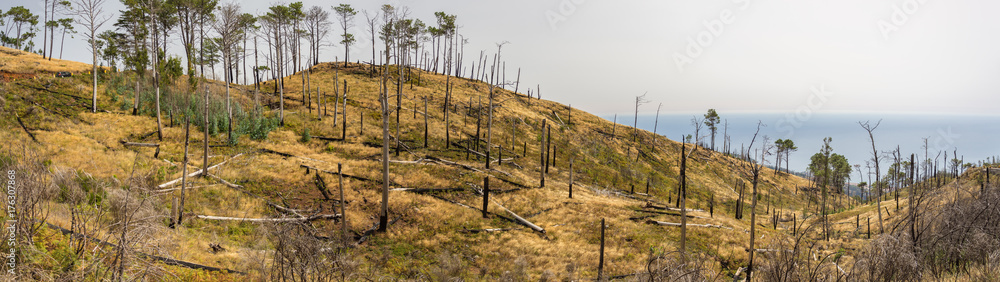 aftermath of forest fire in madeira aftermath of forest fire in madeira