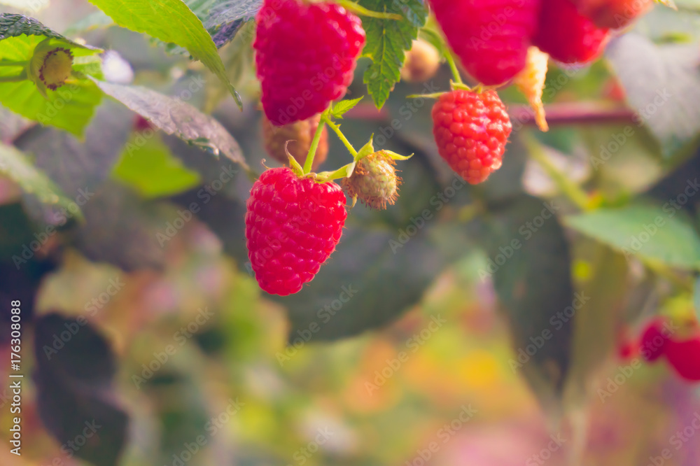 raspberry bushes raspberry bushes