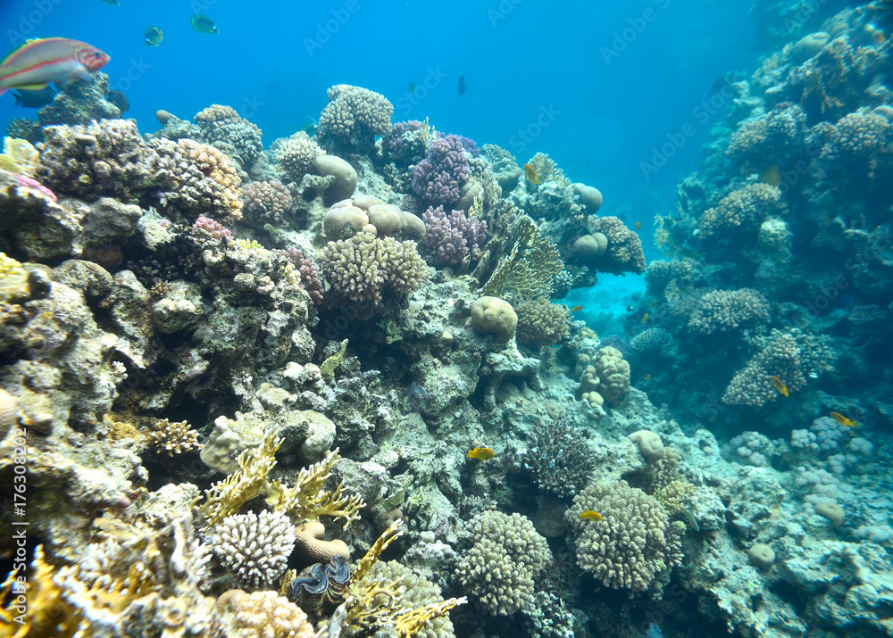 beautiful and diverse coral reef and fish of sea beautiful and diverse coral reef and fish of sea