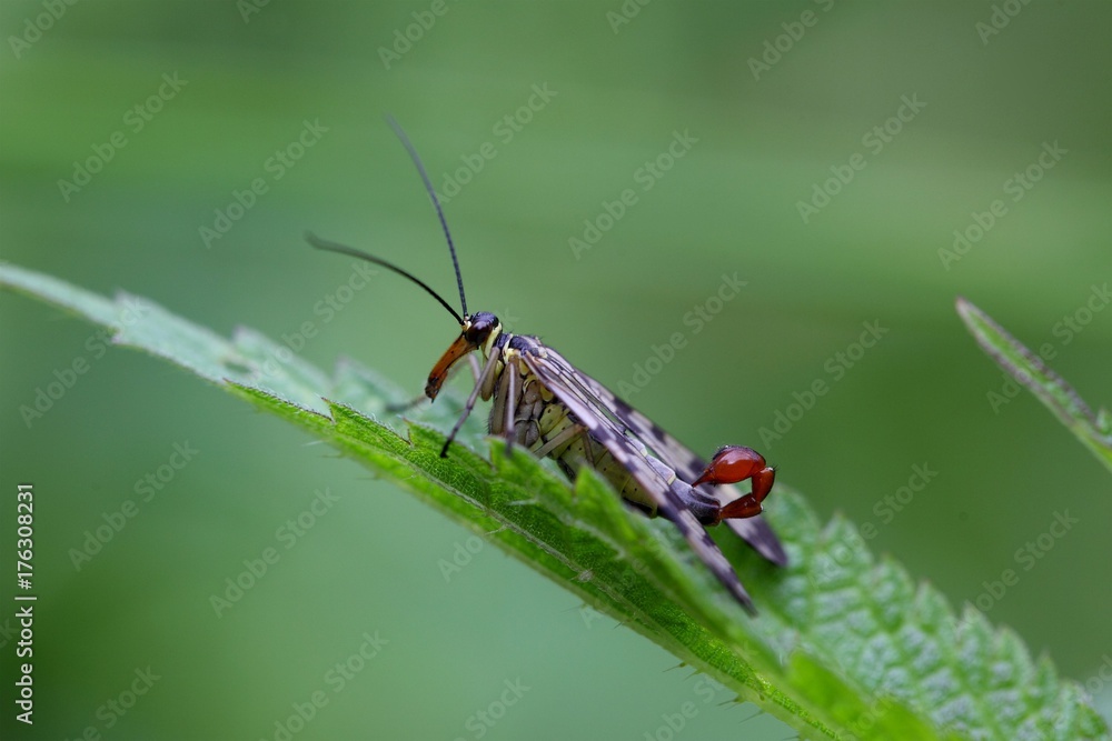 Common Scorpion Fly (Panorpa communis) Common Scorpion Fly (Panorpa communis)