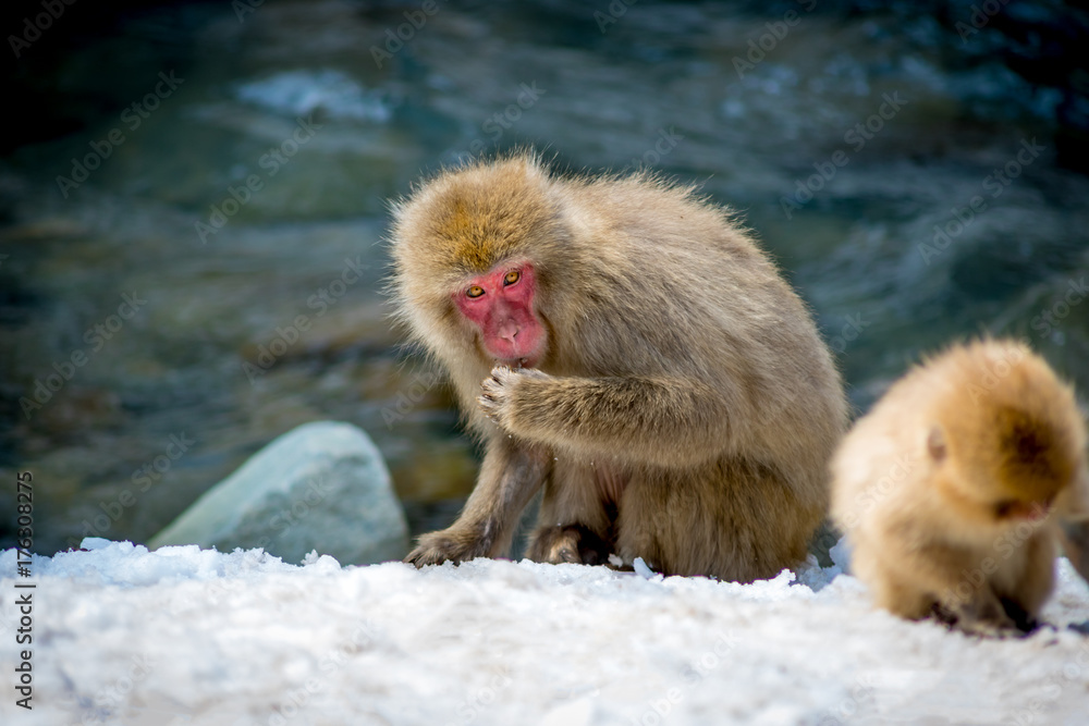 Naklejka premium Macaque Eating Snow