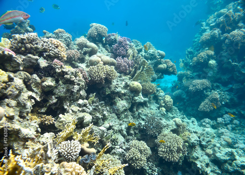 beautiful and diverse coral reef and fish of sea