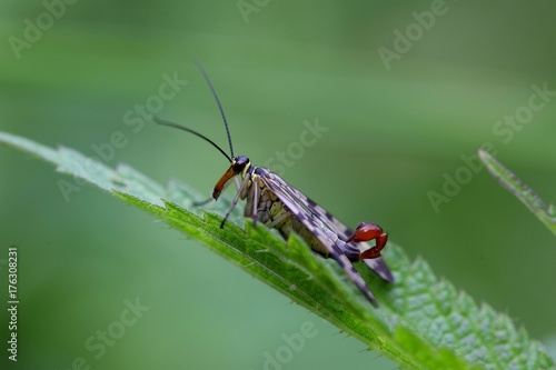 Common Scorpion Fly (Panorpa communis) © ChrWeiss