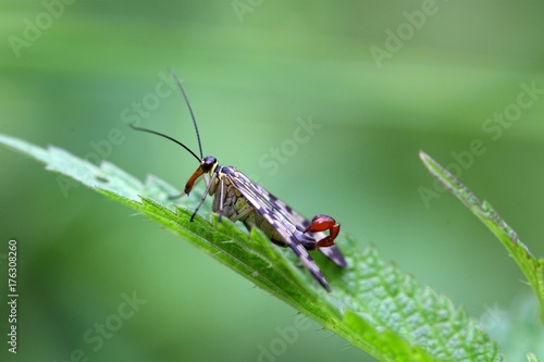 Common Scorpion Fly (Panorpa communis) © ChrWeiss